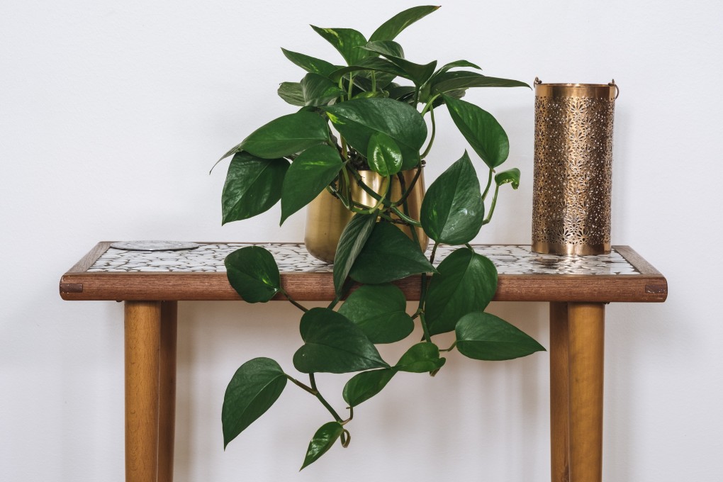 A Devil's Ivy plant. Scientists say their study showed that a houseplant could reduce toxins in domestic air. Photo: Shutterstock