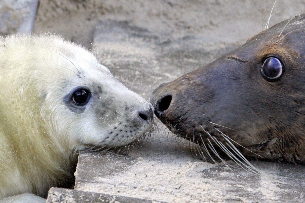 A baby seal at a zoo in Muenster, Germany. Photo: EPA