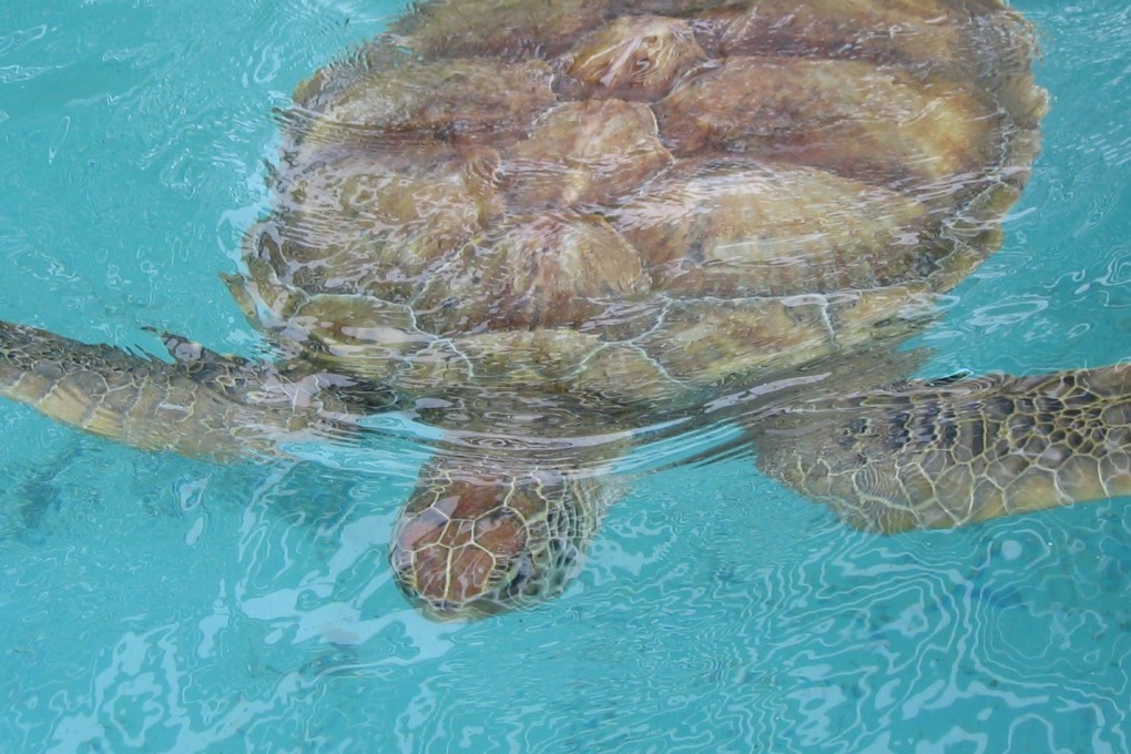 The loggerhead turtle. Photo: Charles Grosvenor