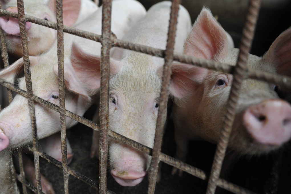 There are 43 pig farms in Hong Kong, with about 50,000 pigs in total. Photo: AP