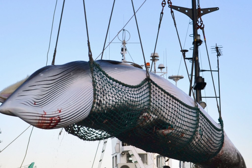 A minke whale is unloaded at a port in Japan. Photo: Kyodo