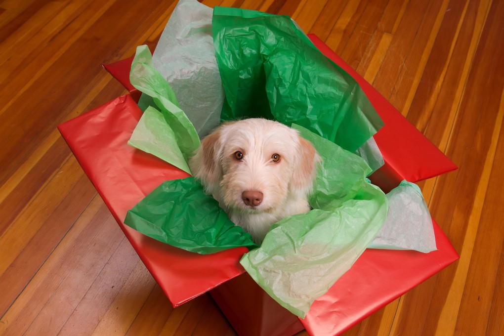 In the UK, third-party sales of puppies and kittens are now banned. Photo: TNS