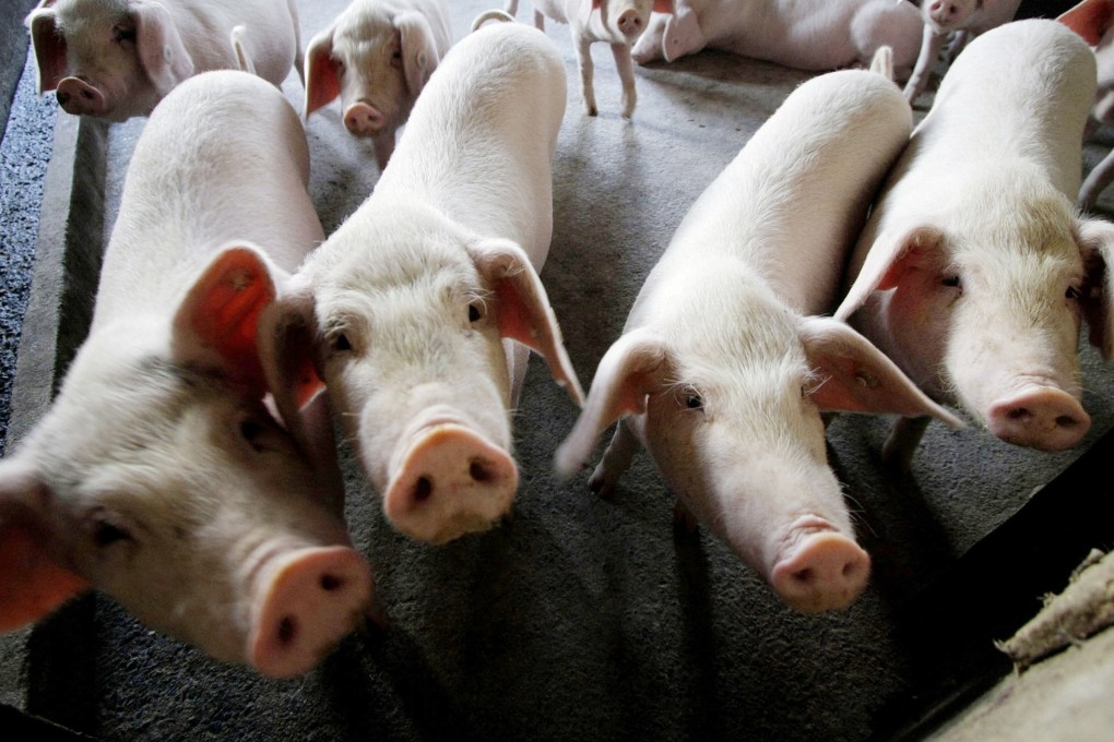 Three cases of African swine fever have been reported in Guangdong province in less than a week. Photo: AP