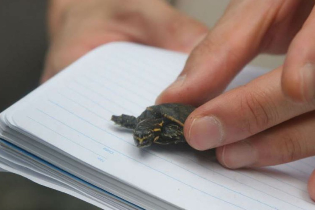 This file photo shows a turtle hatchling seized by Hong Kong police. There is a thriving industry in smuggling rare reptiles between Hong Kong and the United States. Photo: SCMP