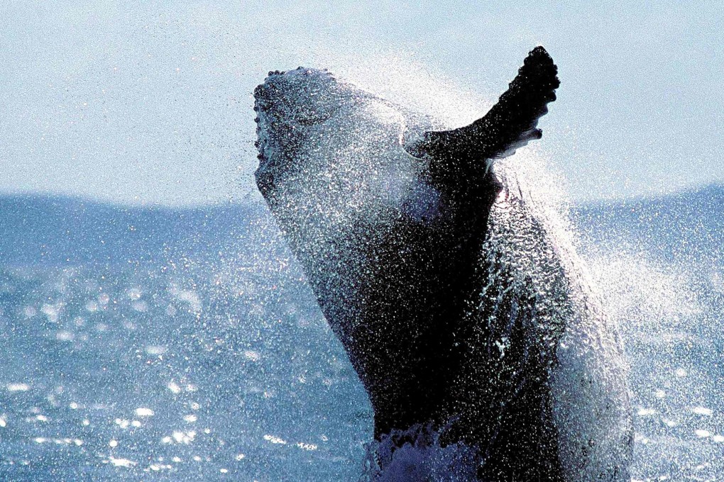 A humpback whale off the coast of Australia. Photo: AFP