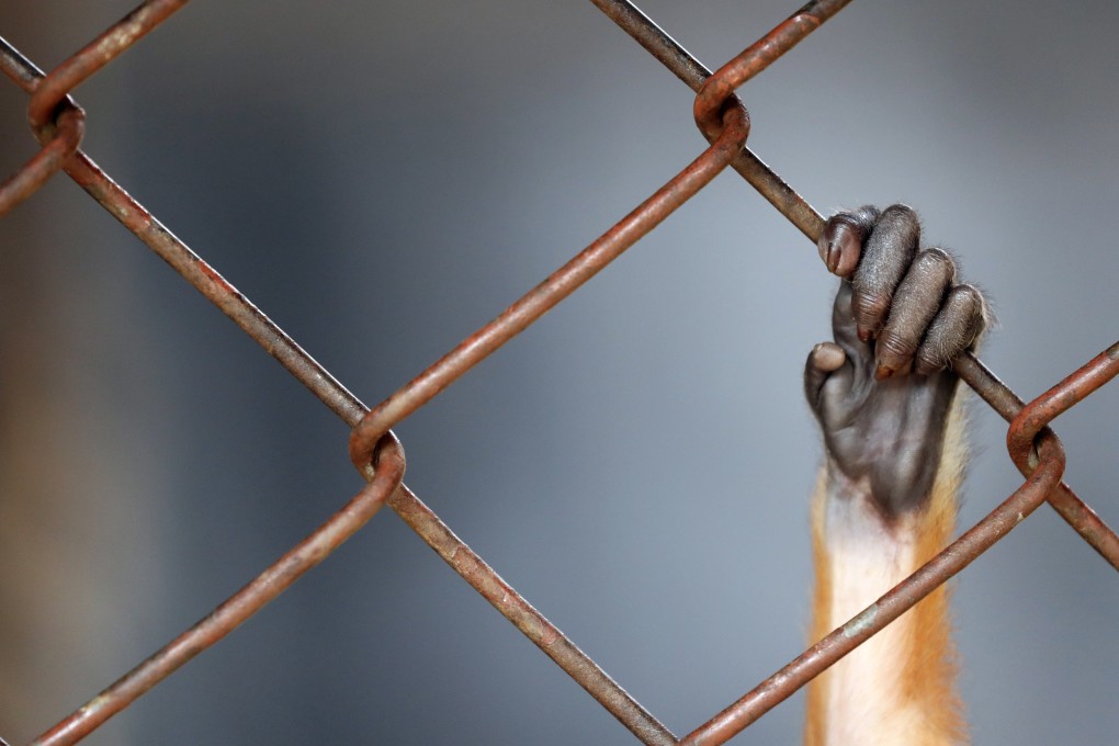 The trafficking and consumption of rare and endangered species is widespread in Vietnam. Photo: EPA