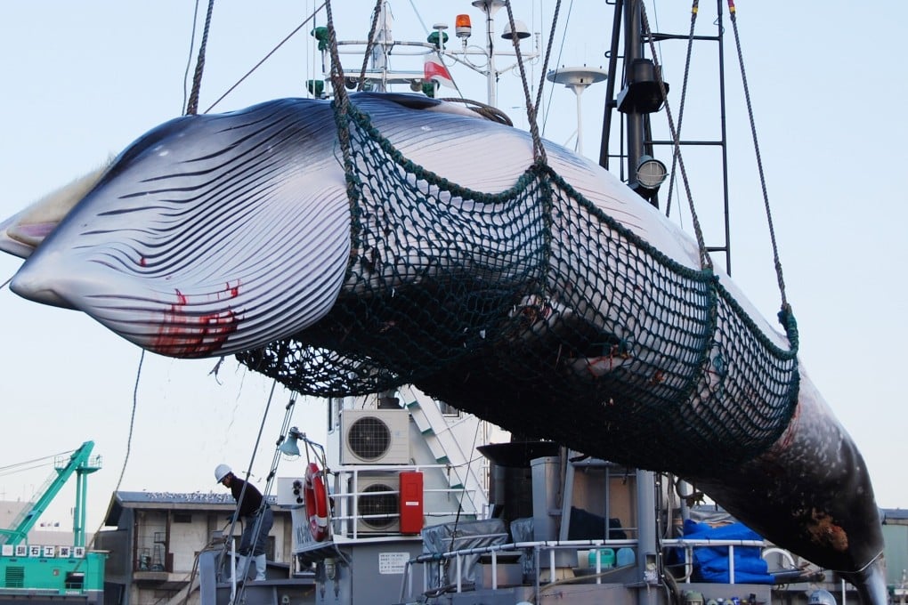 A minke whale is lifted from a Japan whaling ship in Kushiro port, Hokkaido in September 2017. Photo: EPA