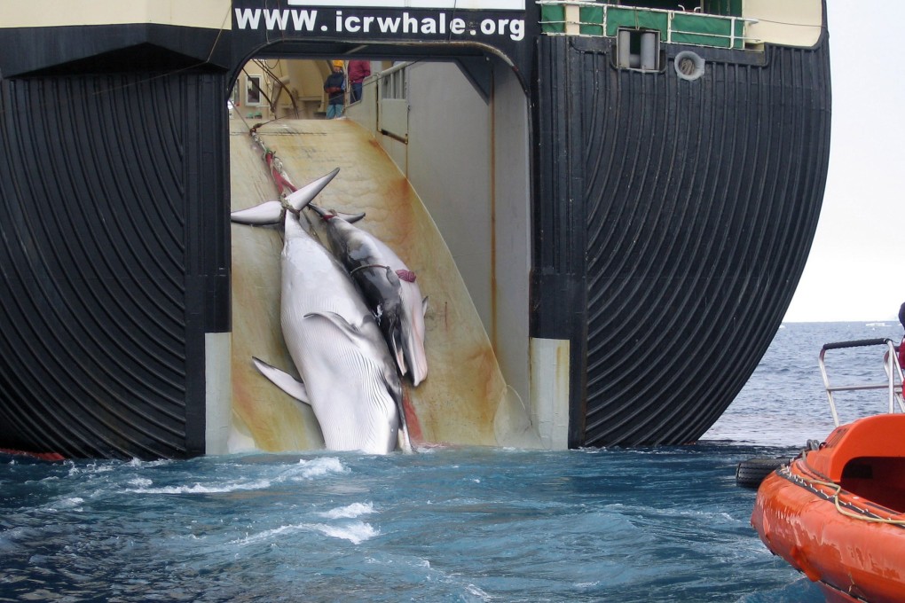 Slain carcasses of a minke whale and her calf being hauled aboard the Japanese harpoon ship Yushin Maru 2 in Antarctic waters. Photo: AP