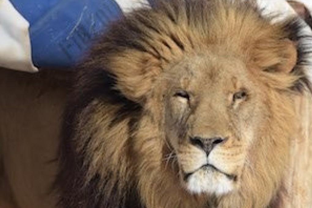 Matthai the lion was shot and killed after it attacked the worker in an enclosure that was being cleaned at the Conservators Centre in Caswell County. Photo: Conservators Centre