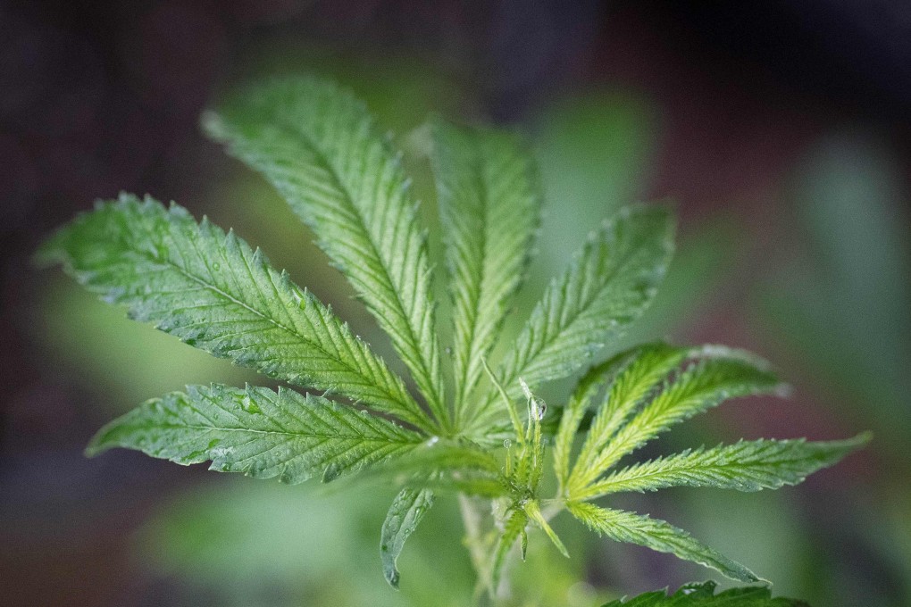 A marijuana plant in a greenhouse in Mendocino County, California. Photo: Josh Edelson