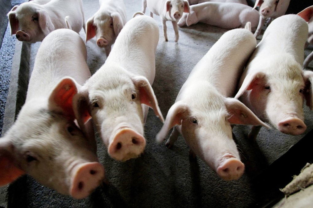 In China, pigs were domesticated as long as 8,000 years ago. AP