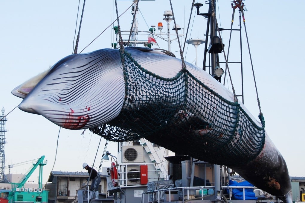 A minke whale is lifted from a ship at Kushiro port, Hokkaido. Japan has announced it is withdrawing from the International Whaling Commission and resuming commercial whaling. Photo: EPA