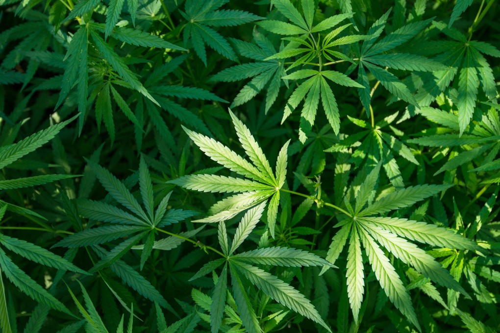 CBD oil, which is derived from marijuana plants, has made its way into corners of the athletic community as a pain management option. Photo: Shutterstock