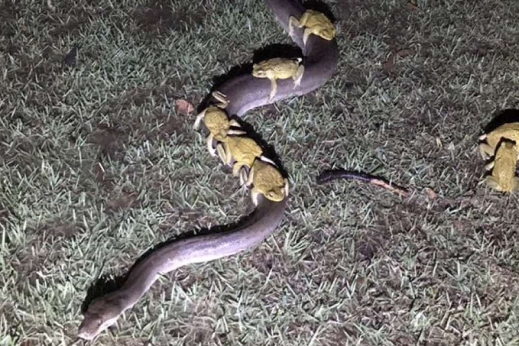 Cane toads ride the back of a 3.5 metre python in Kununurra on Sunday. Photo: Twitter / Andrew Mock