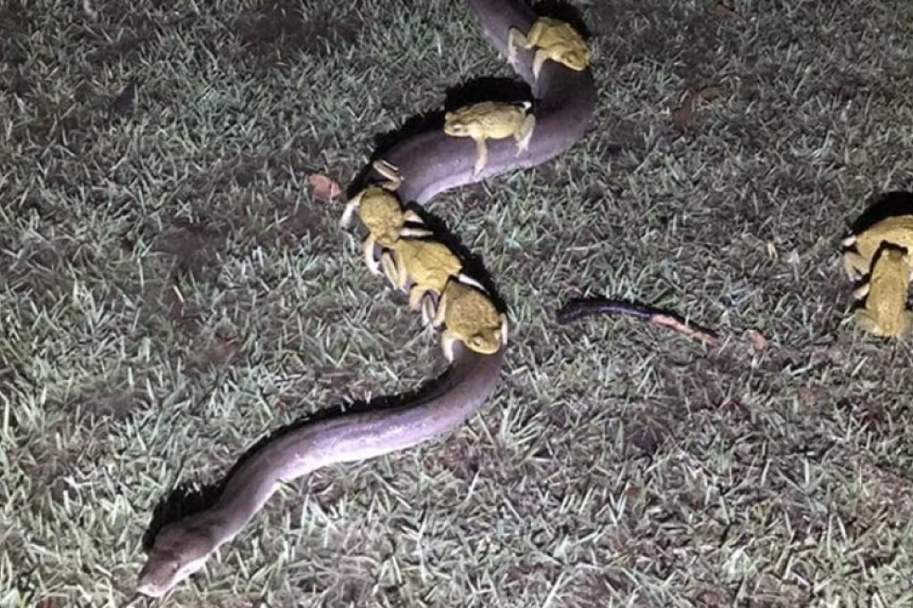 Cane toads ride the back of a 3.5 metre python in Kununurra on Sunday. Photo: Twitter / Andrew Mock