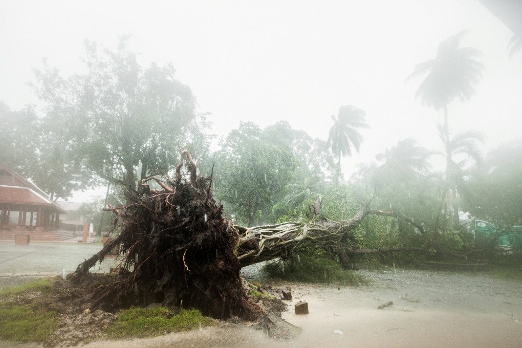 A fallen tree in the southern Thai province of Nakhon Si Thammarat. Photo: Reuters
