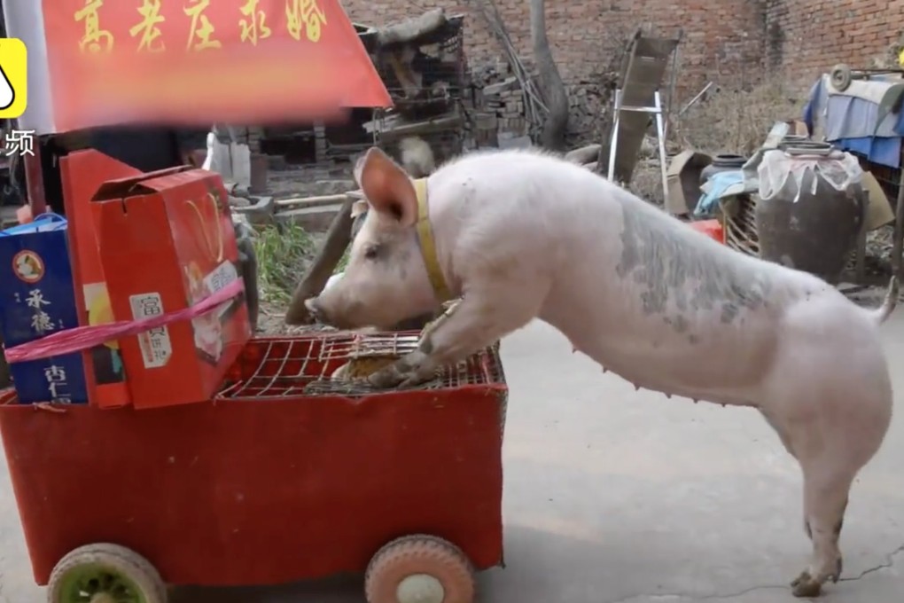 A Chinese farmer has trained his pig to pull wedding carts and jump hurdles. He also rides it to the market in west Henan province to buy supplies. “I let my pig live in the house. We’ve developed a close relationship,” said 54-year-old Wang Dingxuan in an interview with Pear Video. 04JAN19. Source: Pearvideo.com