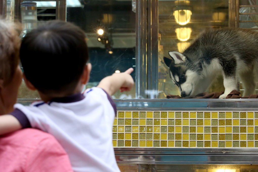A ban on the sale of dogs and cats at pet stores, as opposed to a licensed breeder or re-homing centre, might reduce the impulse-buying of pets that families aren’t actually prepared to take care of. Photo: Nora Tam
