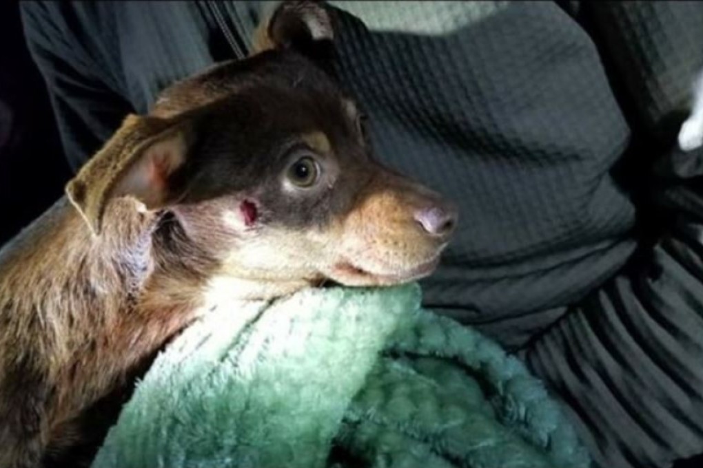 Reese's the Chihuahua was shot in the head by an Arkansas sheriff's deputy who said it was aggressive. Photo: Catie J. Woodson