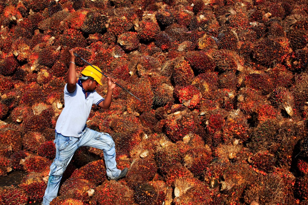 A worker collects palm oil fruit at a factory in Sepang, outside Kuala Lumpur. Photo: Reuters
