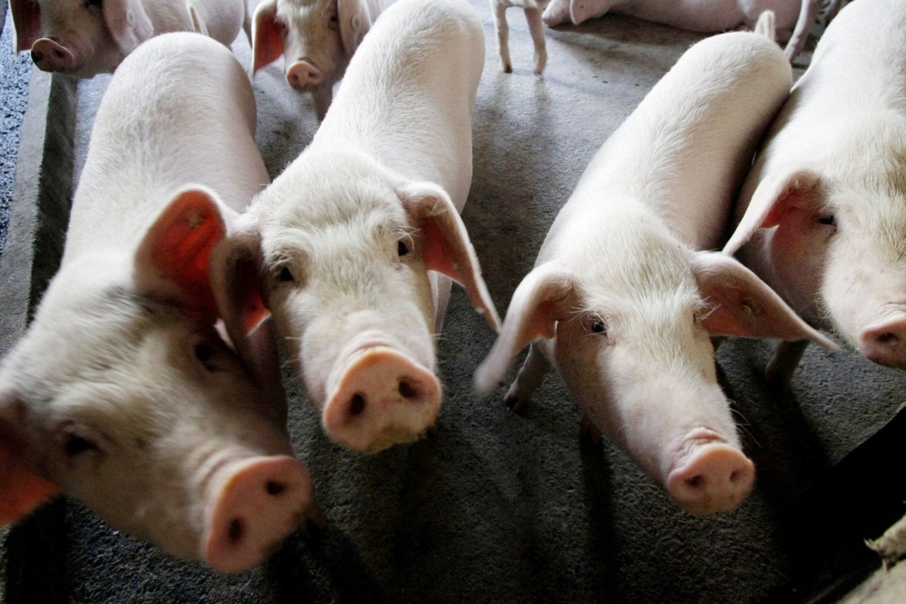 The African swine fever virus has now been found in 22 provinces in mainland China and at least 600,000 pigs have died, more than half having been culled. Photo: AP