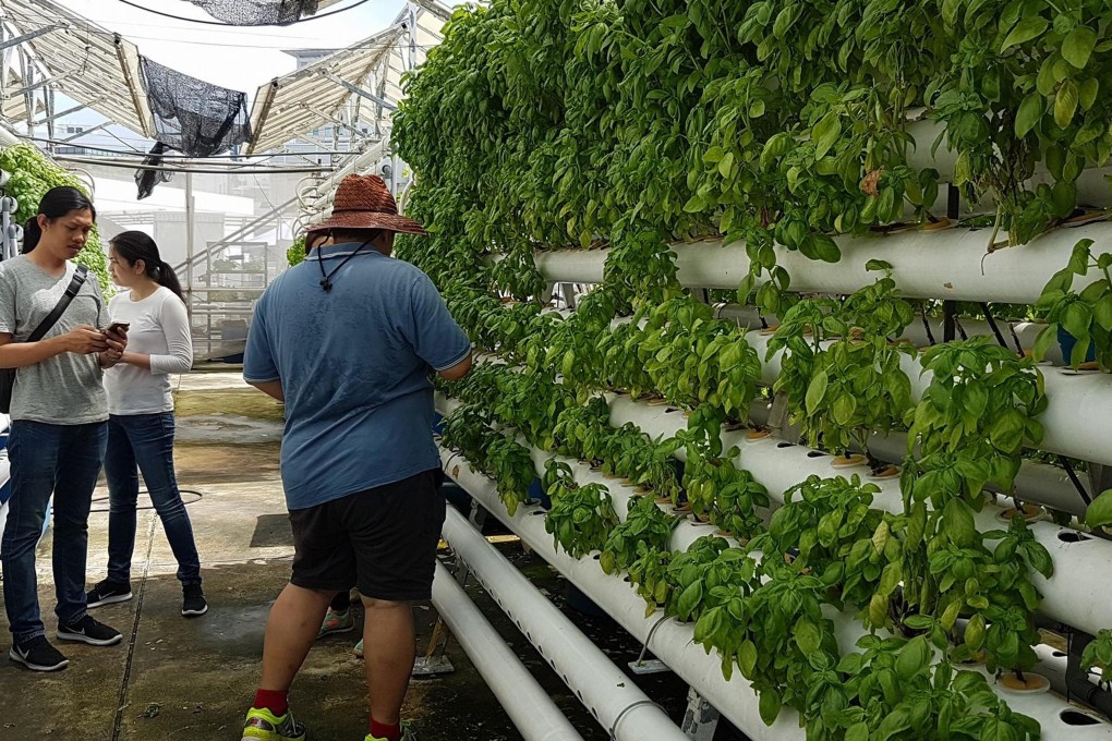 Rooftop farming at ComCrop on Singapore’s Orchard Road. Photo: Handout