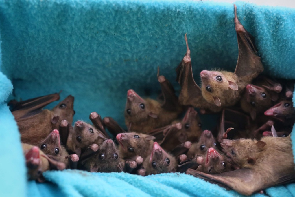 Scientists have discovered a virus an Ebola-related virus with the potential to infect humans and animals in Chinese populations of Rousettus bats. Photo: AFP