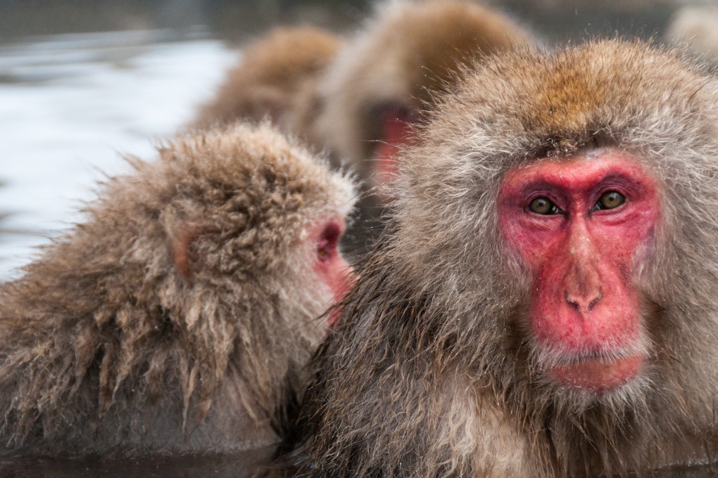 Japanese macaques, also known as snow monkeys. Photo: Mark Andrews