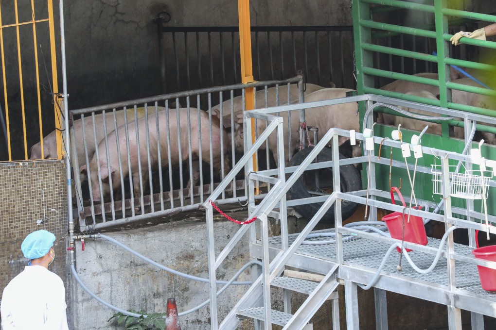 Pigs being brought into an abattoir in Tsuen Wan. Local slaughterhouses lack the high-level veterinary oversight that those in other countries benefit from. Photo: Felix Wong