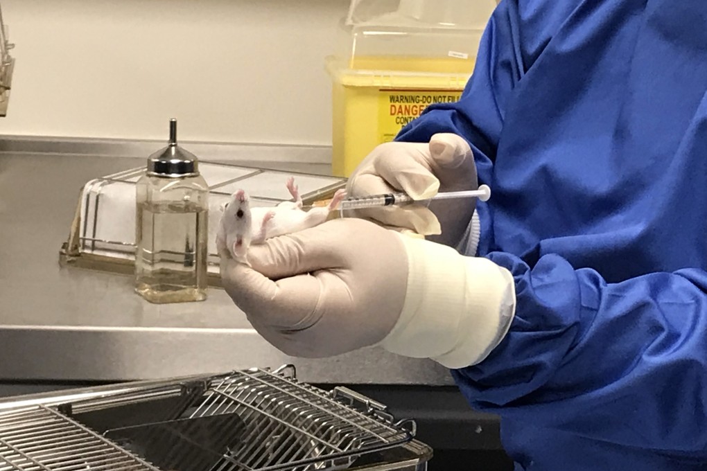 In experiments for the study, mice infected with Mers virus who were given AM580 had a 100 per cent survival rate and experienced less body weight loss, when compared to those without the drug compound. Their lung and brain tissues also had 10,000 times less the viral level. Photo: Elizabeth Cheung