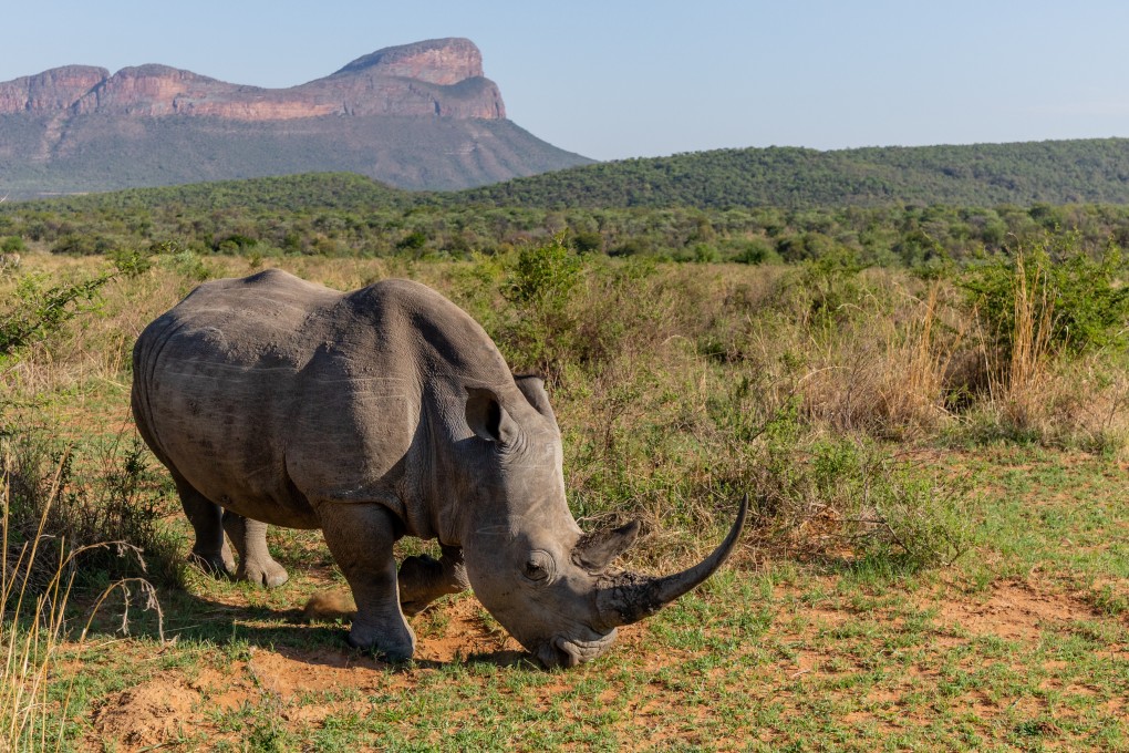 A rhino in the Entabeni Game Reserve, Limpopo province, South Africa. Photo: Shutterstock