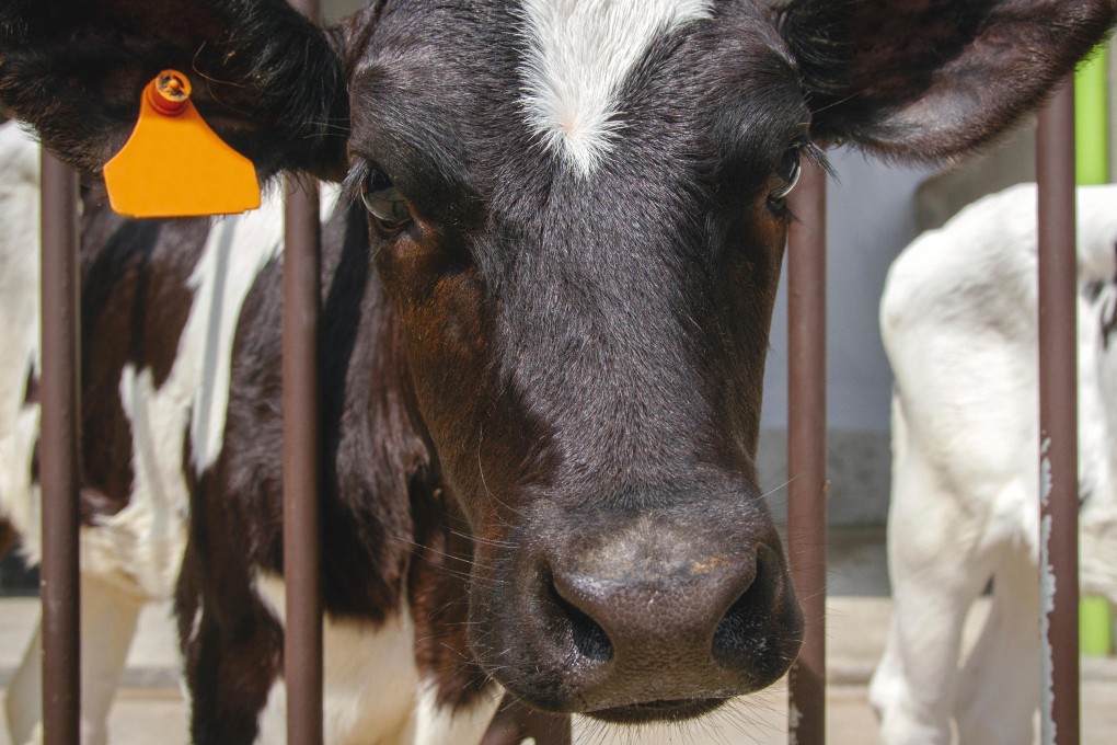 Beef production alone accounts for a quarter of all food-related greenhouse gas emissions according to a 2010 study. Photo: Alamy