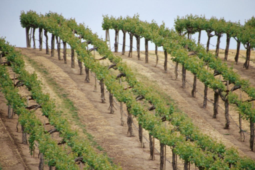 Vines in the Santa Lucia Highlands, in California, in the United States. Picture: Alamy