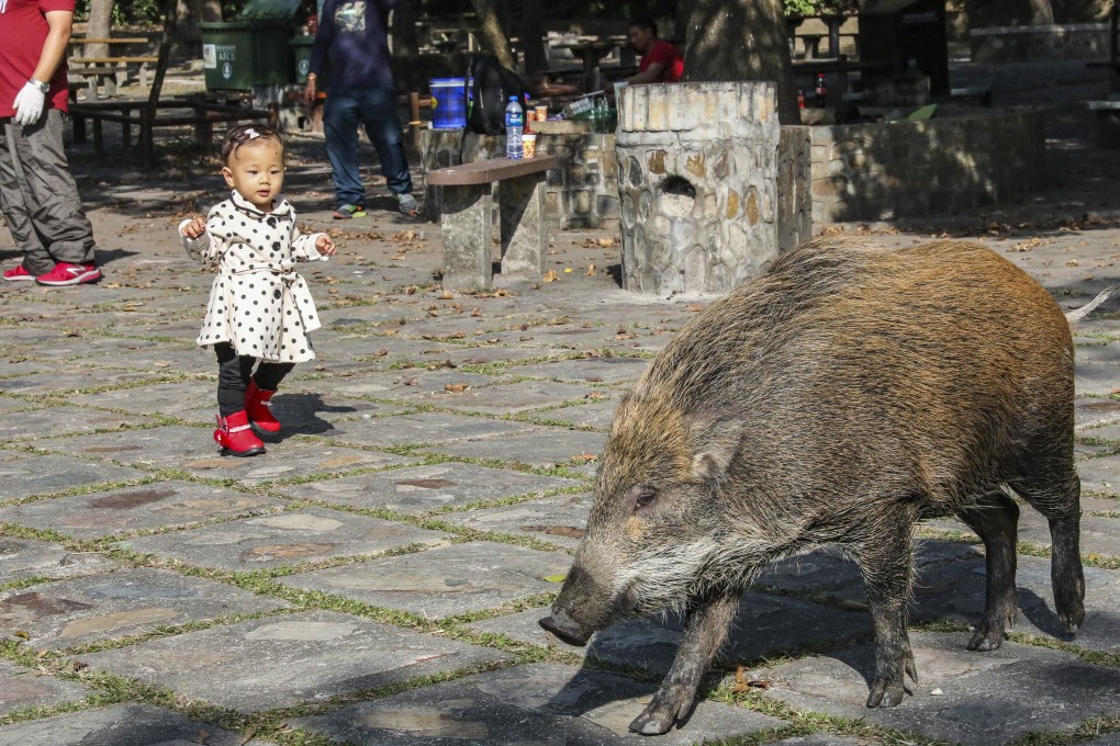 Wild boars roaming around Aberdeen Country Park. Photo: Felix Wong