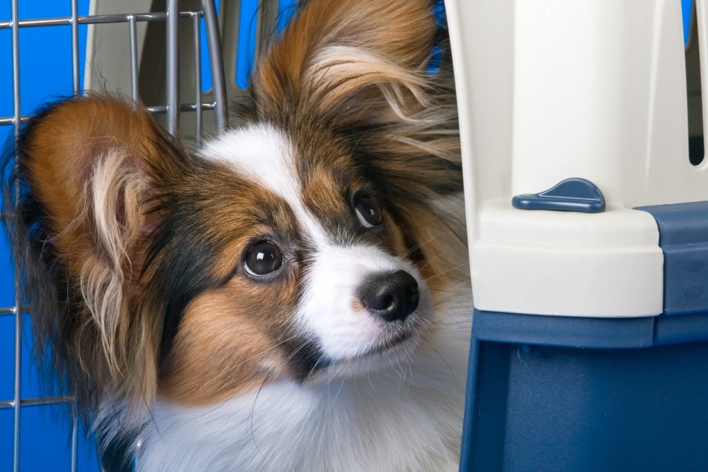 Getting around Hong Kong? It’s a dog’s life. Photo: Shutterstock