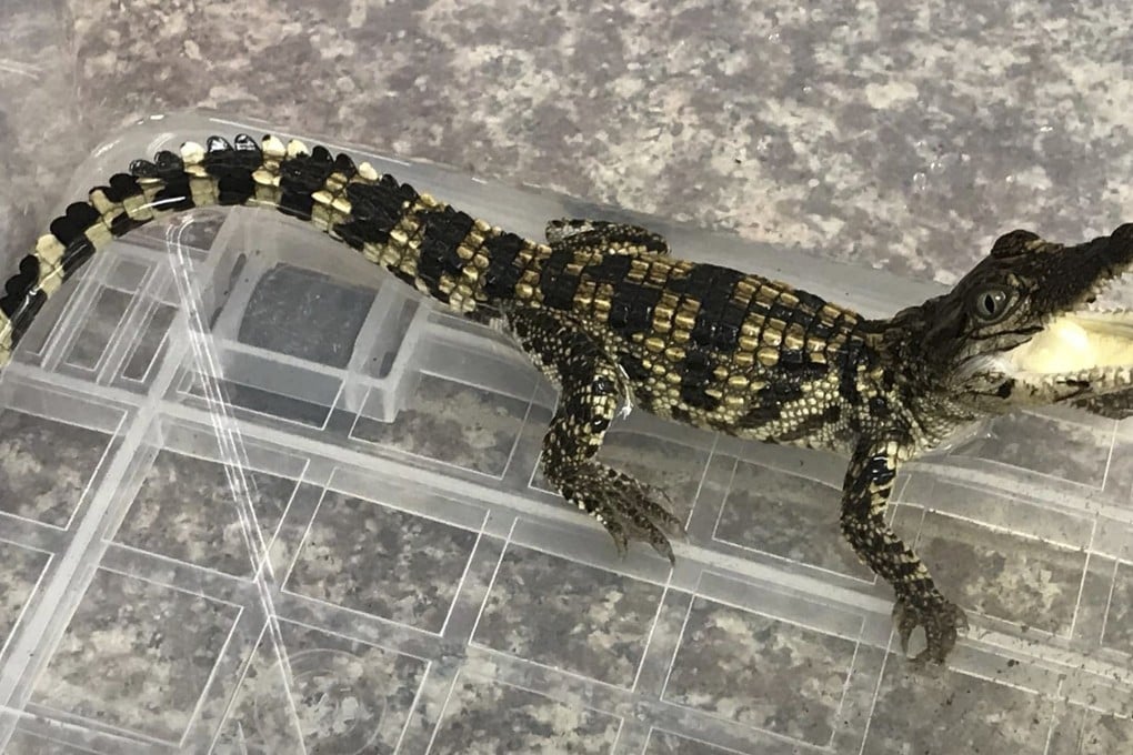 The crocodile was handed to staff from the Agriculture, Fisheries and Conservation Department on Thursday. Photo: Handout