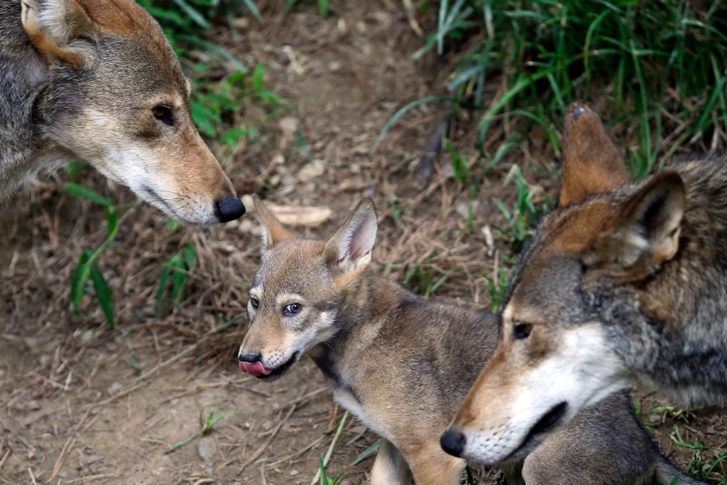 The parents of this 7-week old red wolf pup keep an eye on their offspring at the Museum of Life and Science in Durham, N. C. A pack of wild canines found frolicking near the beaches of the Texas Gulf Coast have led to the discovery that red wolves, or at least an animal closely aligned with them, are enduring in secluded parts of the Southeast nearly 40 years after the animal was thought to have become extinct in the wild. Photo: AP Photo/Gerry Broome