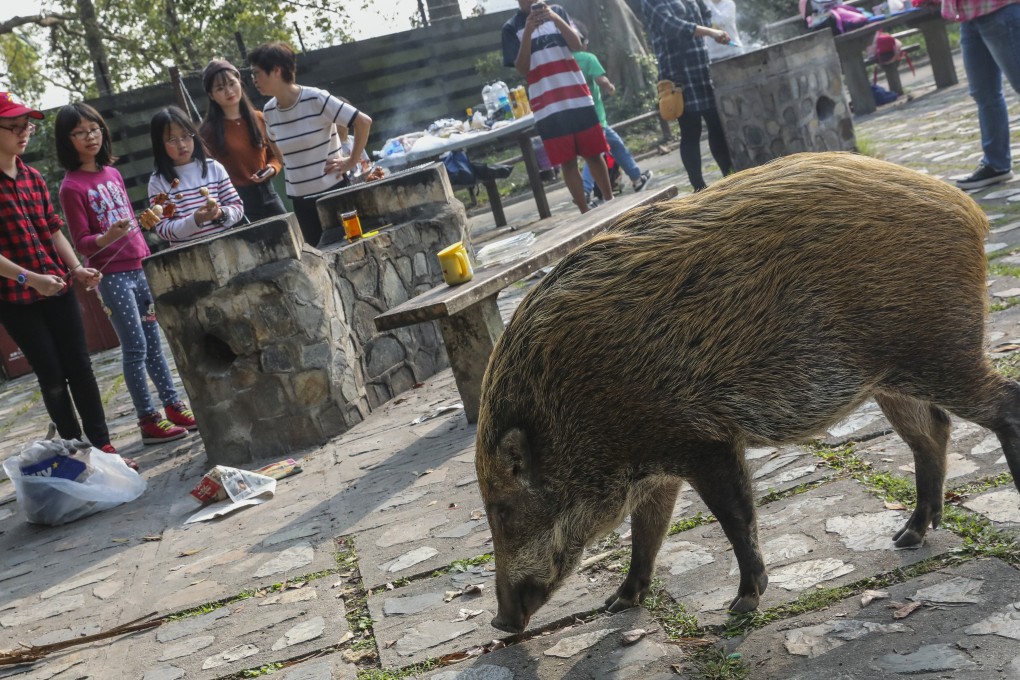 A wild boar takes a stroll around Aberdeen Country Park. Photo: Felix Wong