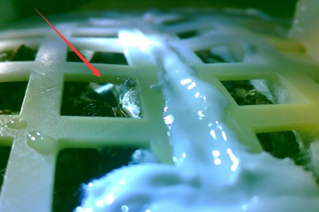 Cotton seeds carried by Chinese lunar lander Chang’e 4 germinate on the far side of the moon. Photo: Chongqing University