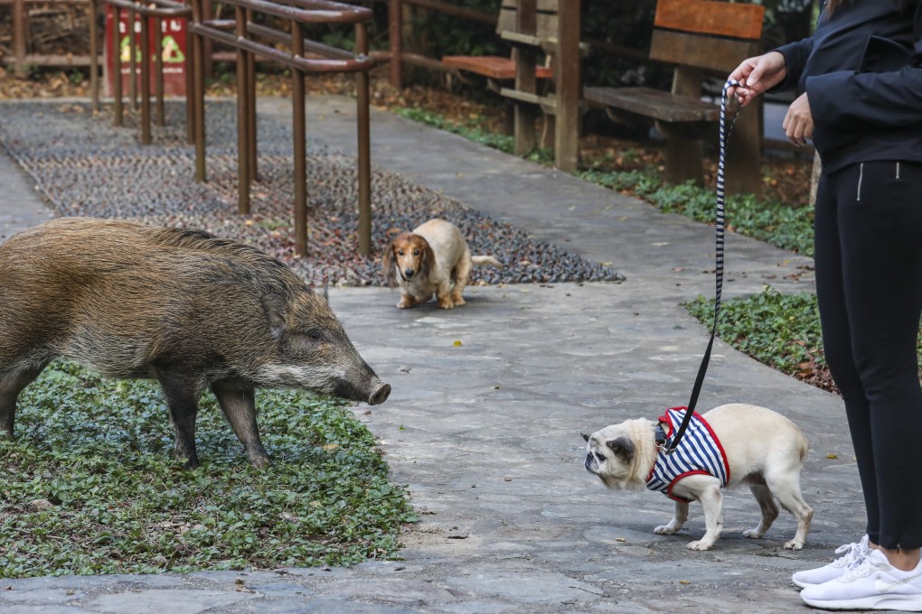 A wild boar roams around Aberdeen Country Park. Photo: Felix Wong