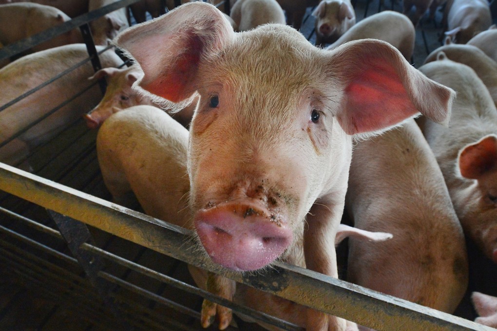 Hong Kong has recently stepped up protections against African swine fever. Photo: TNS