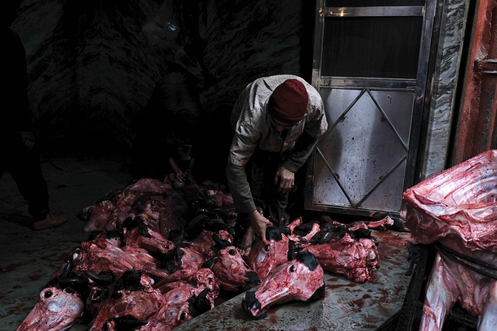 An Indian labourer organises buffalo heads at a meat market in the old quarters of New Delhi on January 16, 2019. Photo: AFP