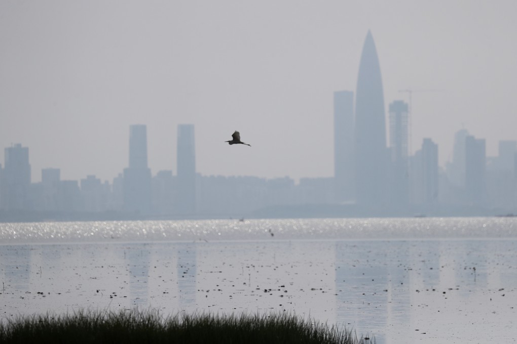 Mai Po nature reserve in the summer, with Shenzhen seen in the background. Photo: Winson Wong