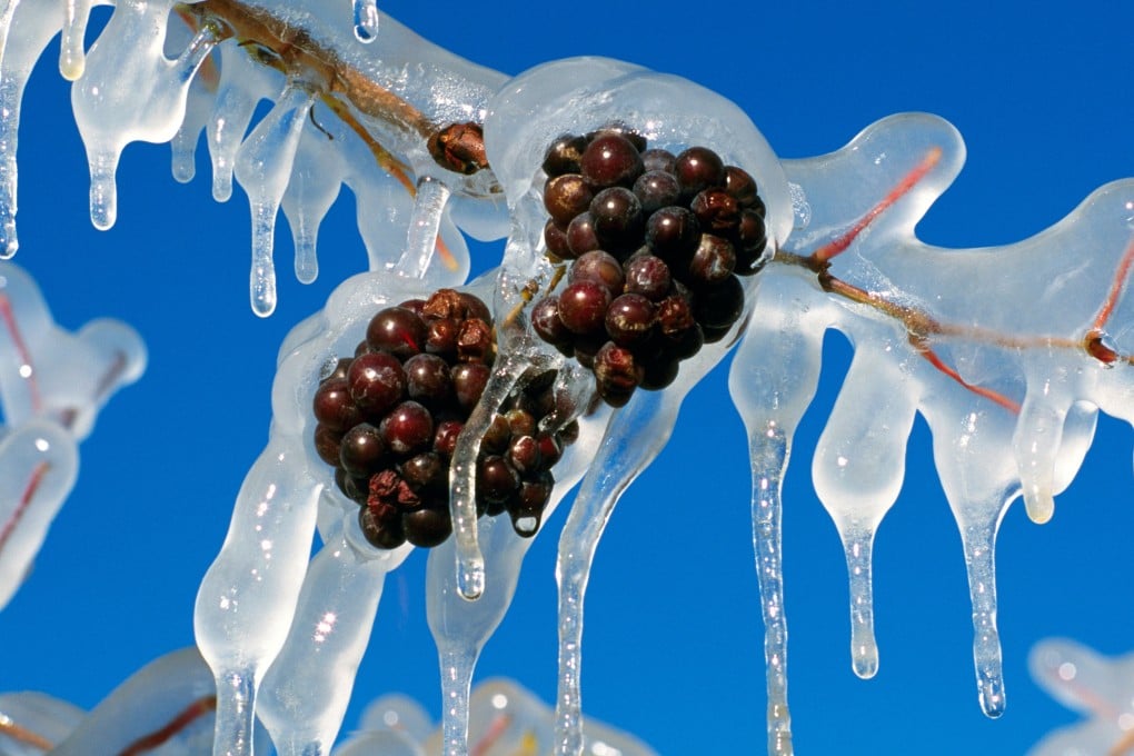 Frozen grapes await harvest in British Columbia’s Okanagan Valley. Picture: Alamy