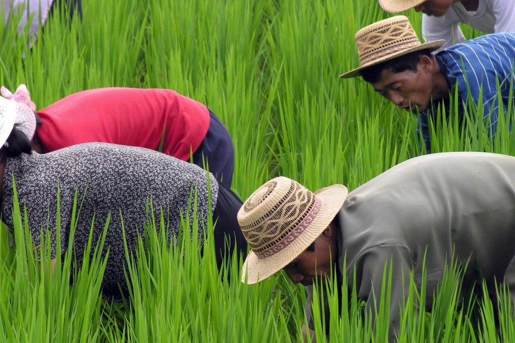 North Korean co-operative farm workers weed rice paddy. Photo: Reuters