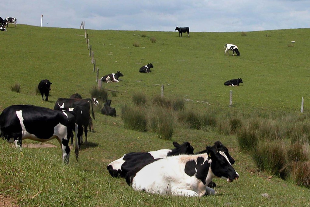 New Zealand’s booming dairy industry is contaminating the country’s waterways. Photo: AFP