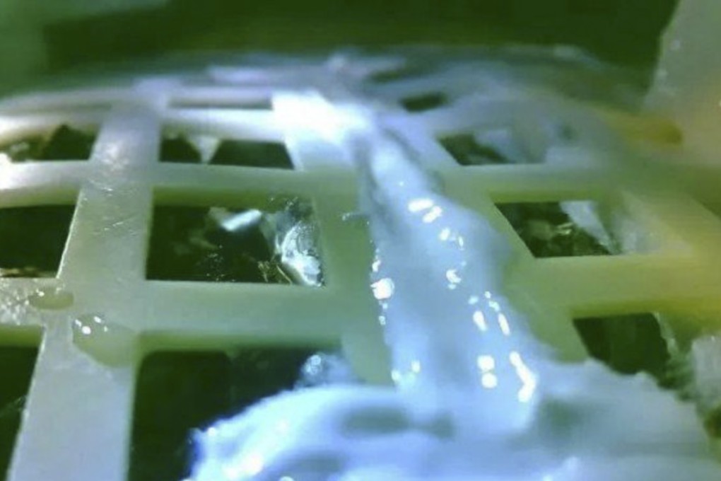 The cotton seeds carried by Chinese lunar lander germinated on the far side of the moon. Photo: Chongqing University
