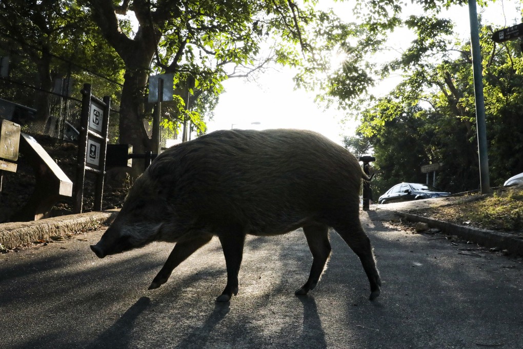 A wild boar roams around Hong Kong’s Aberdeen Country Park. Photo: Felix Wong