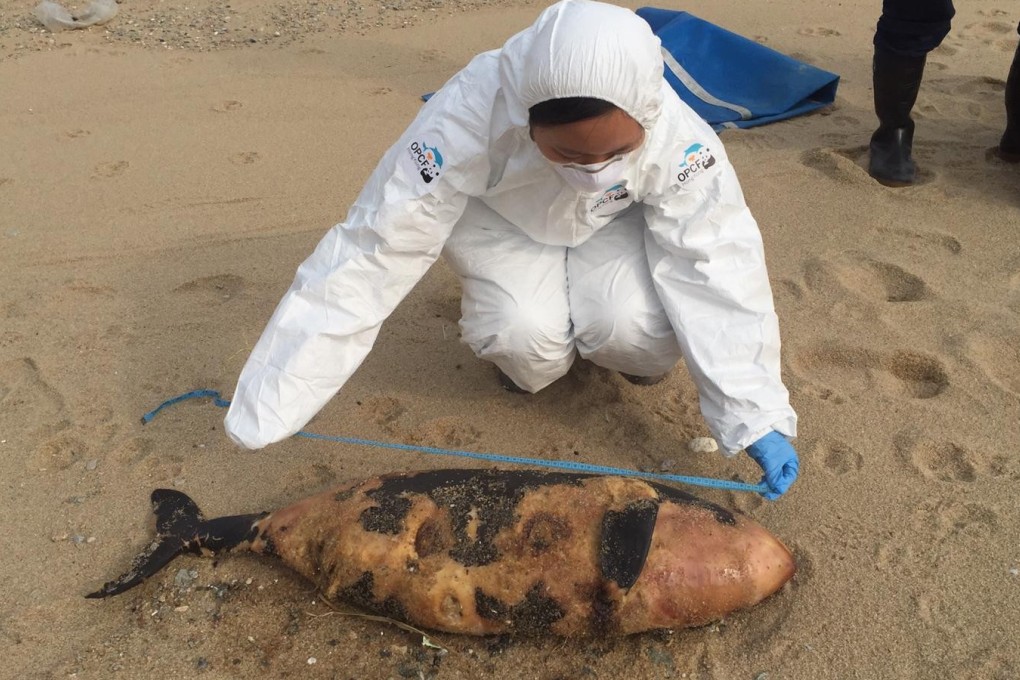 The remains of two finless porpoise were found in Hong Kong on Monday. Photo: Handout.