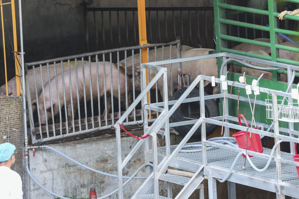 Live pigs arrive by truck to a slaughterhouse in Tsuen Wan. Photo: Felix Wong